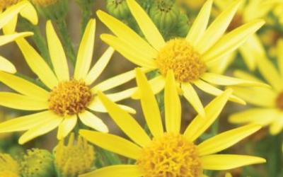 Senecio jacobaea