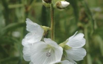 Sidalcea candida