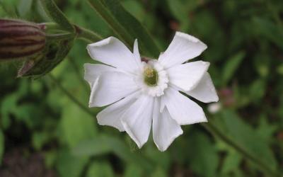 Silene latifolia subsp. alba