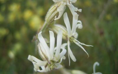 Silene nutans