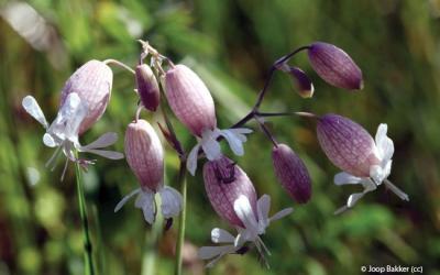 Silene vulgaris