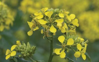 Sinapis alba