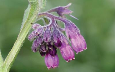 Symphytum officinale