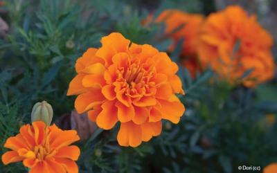 Tagetes patula