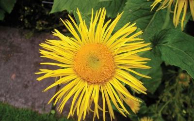 Telekia speciosa