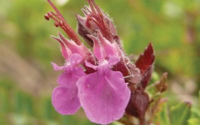 Teucrium chamaedrys
