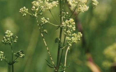 Thalictrum flavum