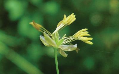 Thalictrum minus