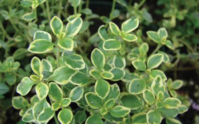 Thymus citriodorus