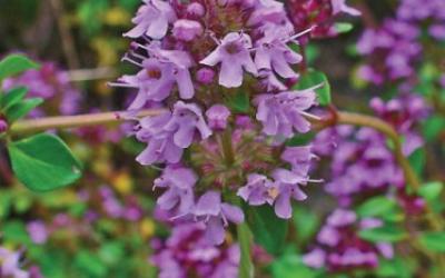Thymus serpyllum