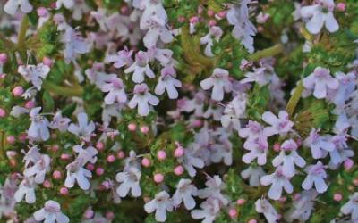 Thymus vulgaris