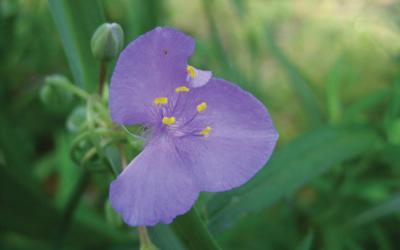 Tradescantia