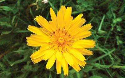 Tragopogon pratensis