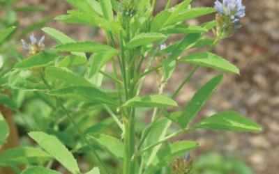 Trigonella coerulea