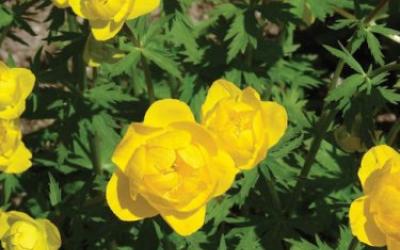 Trollius europaeus