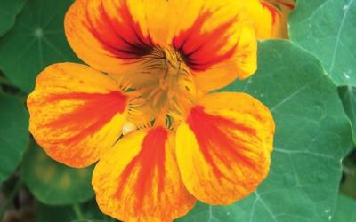 Tropaeolum majus