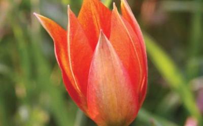 Tulipa orphanidea