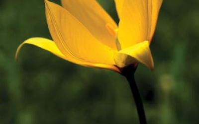 Tulipa sylvestris