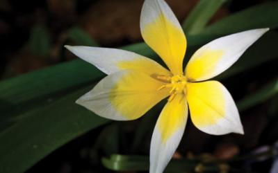 Tulipa tarda
