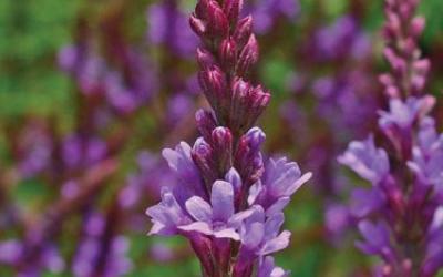 Verbena hastata