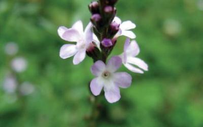Verbena officinalis