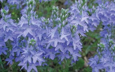 Veronica austriaca subsp. teucrium