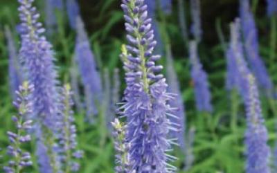 Veronica longifolia
