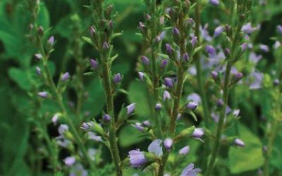 Veronica officinalis