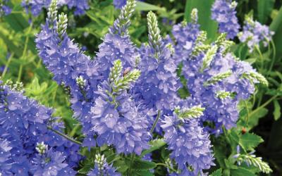 Veronica prostrata
