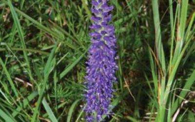 Veronica spicata