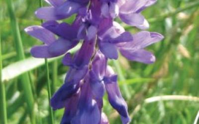 Vicia cracca