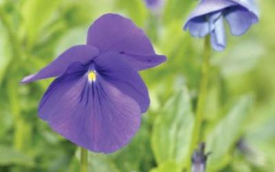 Viola cornuta