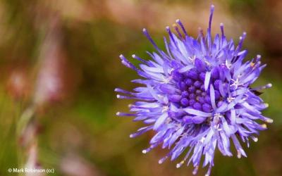Jasione montana