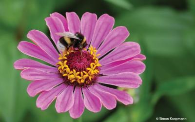 Zinnia elegans