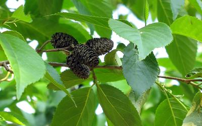 Alnus x spaethii