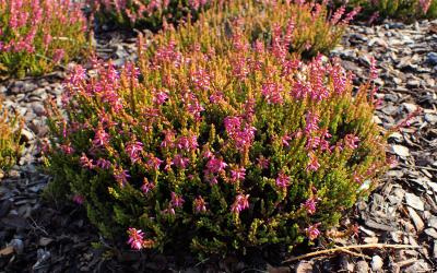 Calluna vulgaris