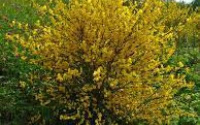 Cytisus scoparius