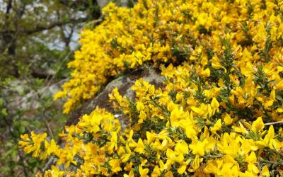 Genista pilosa