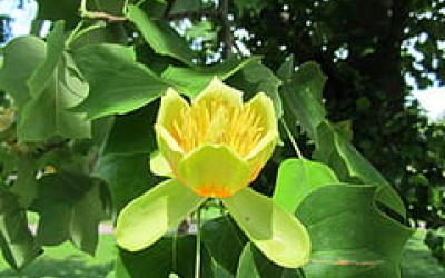 Liriodendron tulipifera