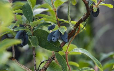 Lonicera caerulea