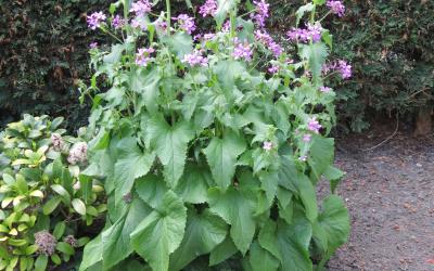 Lunaria annua