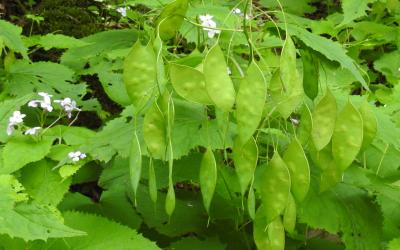 Lunaria rediviva
