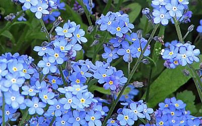 Myosotis sylvatica