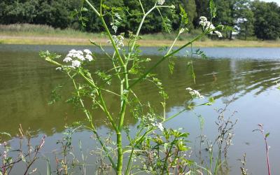 Oenanthe aquatica