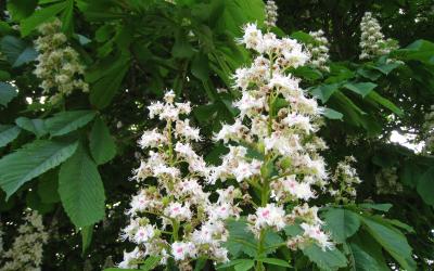 Aesculus hippocastanum