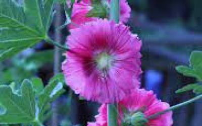 Alcea ficifolia