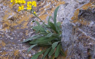 Alyssum saxatile
