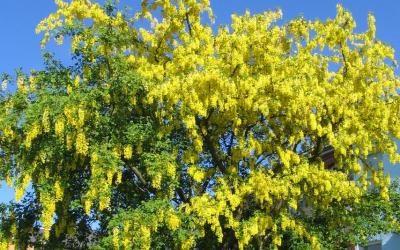 Laburnum anagyroides
