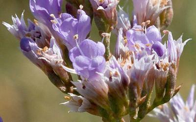 Limonium vulgare