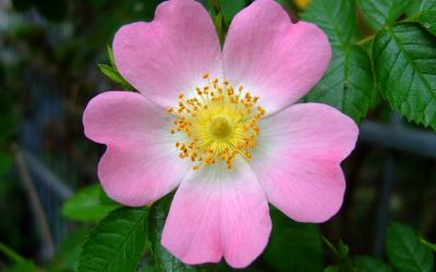Rosa Canina